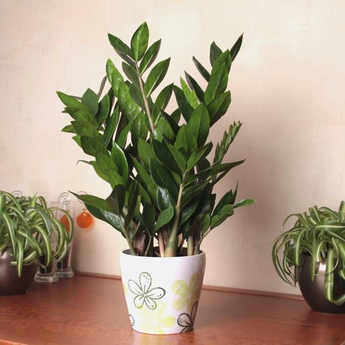 67285bc3555c8 zamioculcas