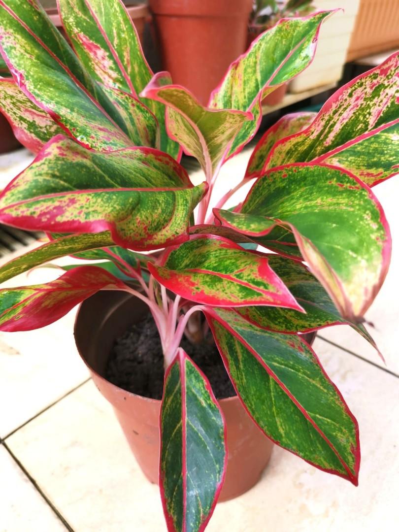 67285bc3b7bf8 aglaonema commutatum