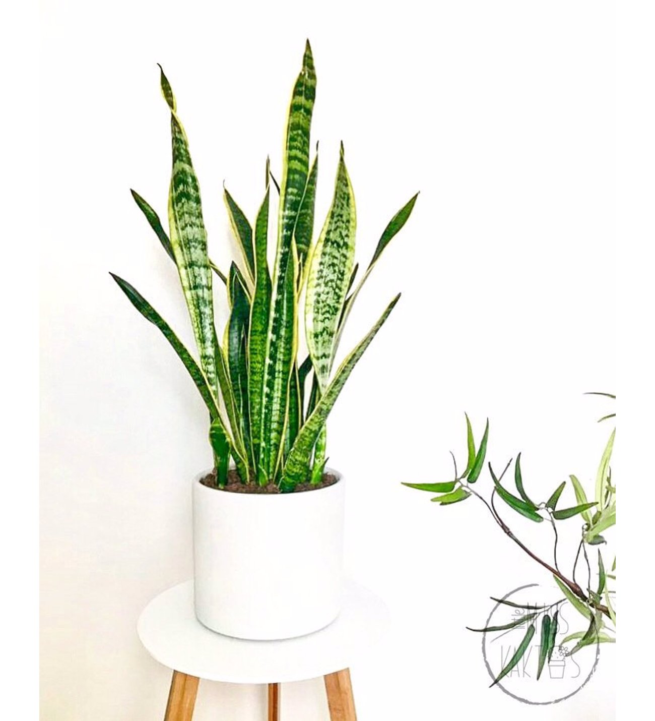 67285bc42c811 sansevieria xl pasa kilici xl kilic cicegi