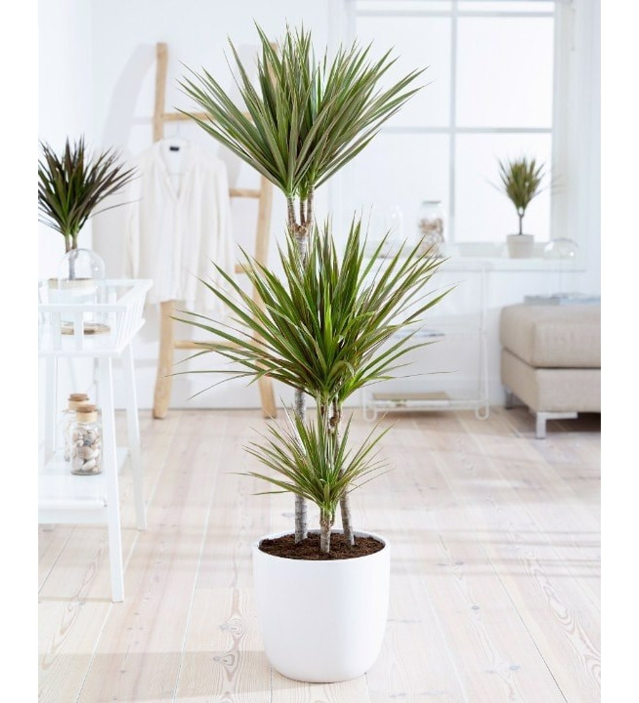 67285bc48efeb dracaena