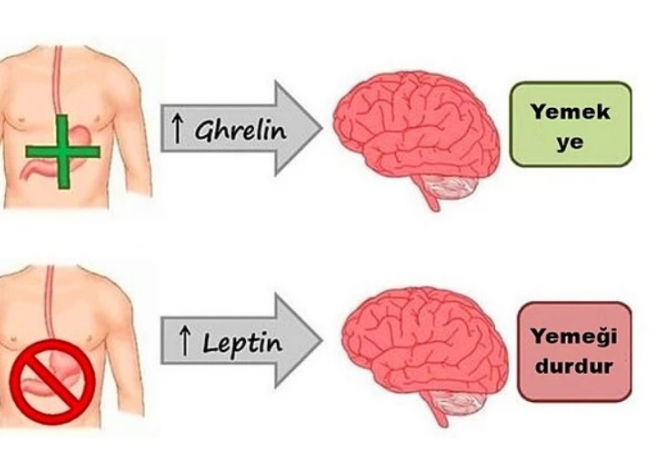 67286a2c04361 leptin hormonu2