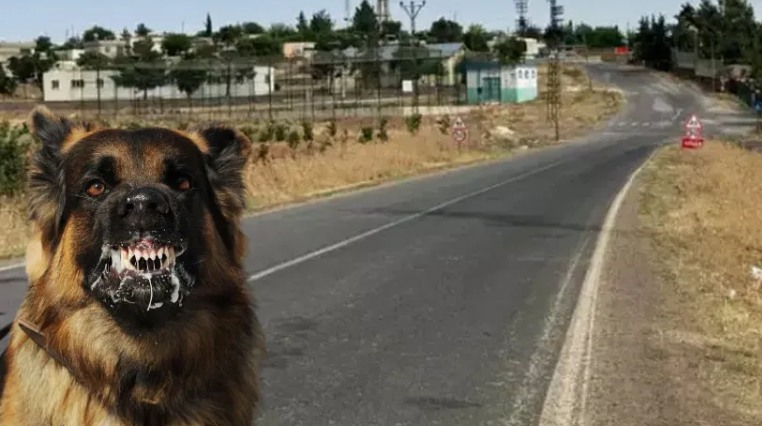 Ankara Valiliği'nden 'hastalıklı köpek' açıklaması!