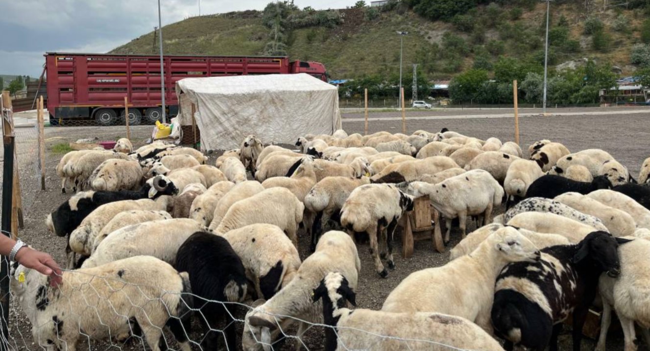 Kurban fiyatlarına yüzde 300'e varan zam! Emekli pazardan eli boş dönecek