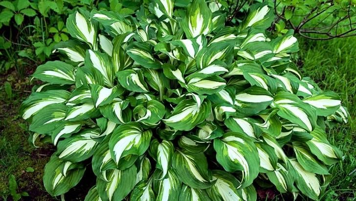 Hosta Çiçeği Nedir, Hosta Çiçeği Bakımı