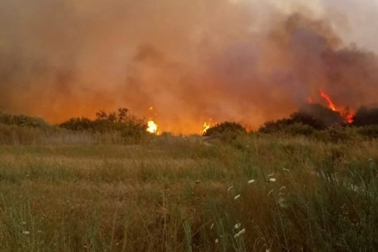 Antalya Kaş'ta zeytinlik alanda korkutan yangın!