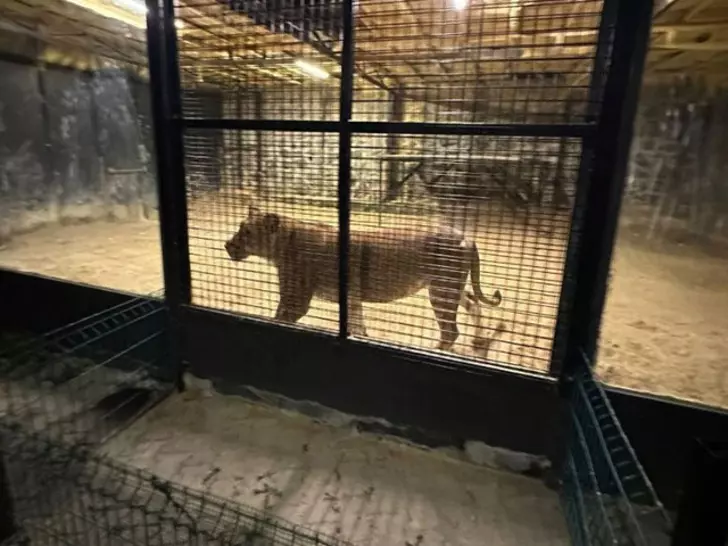 Beykoz'da aslan alarmı! Polisler etkisiz hale getirdi