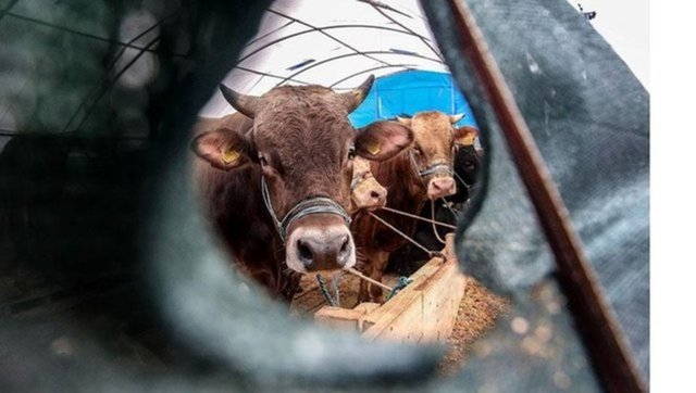 150 bin TL deniliyordu! Büyükbaş ve küçükbaş kurban fiyatları belli oldu