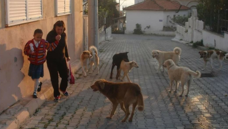 Şanlıurfa’da kuduz tehdidi: İhmaller can alıyor