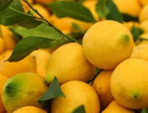 Limonun fiyatı cep yaktı: Fiyat farkı yüzde 253 oldu